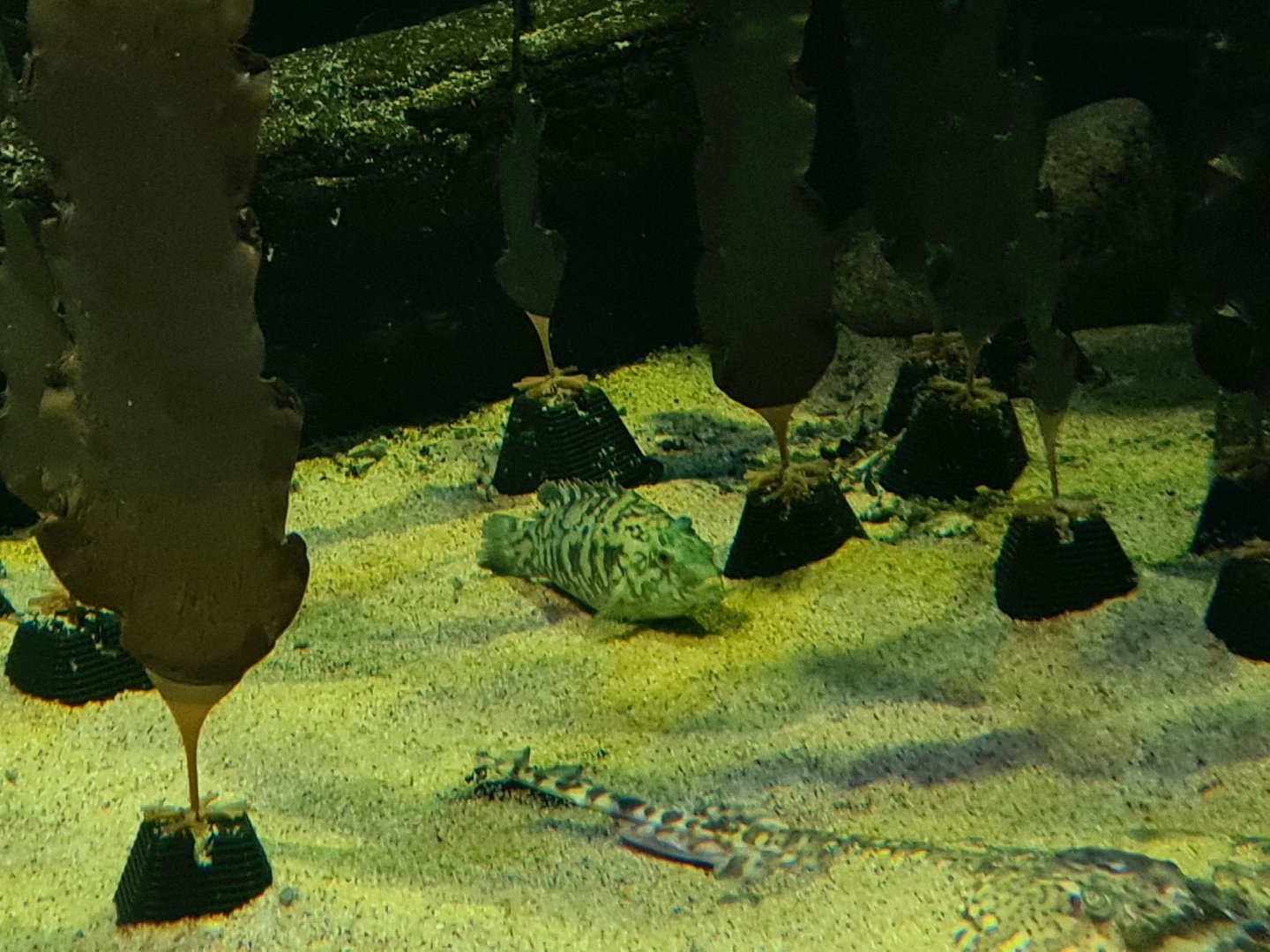 Ballan wrasse and Thornback ray in North Sea tank