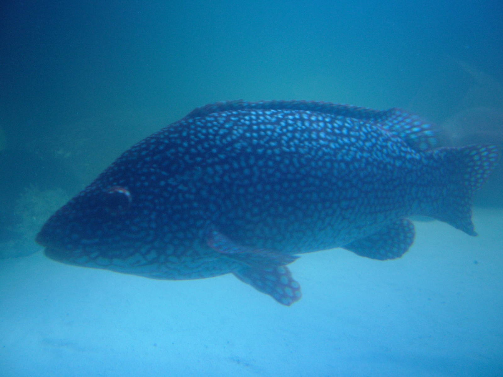 Ballan Wrasse at Sealife Munich 07/09/06