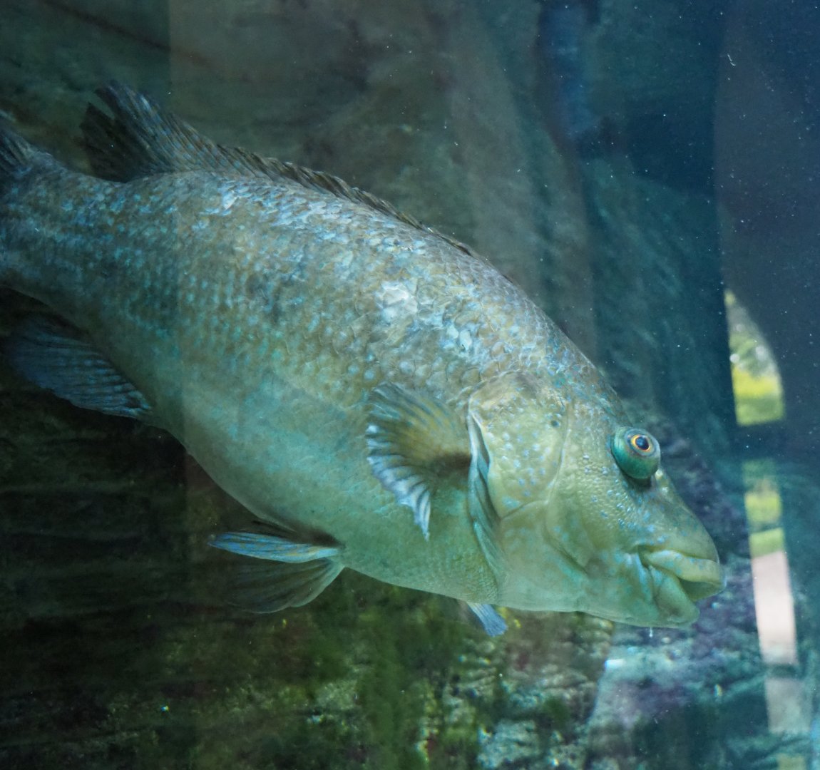 Ballan wrasse (Labrus bergylta), 2020-06-28