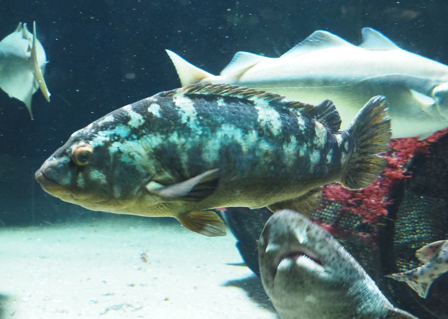 Ballan wrasse (Labrus bergylta), 2021-07-17