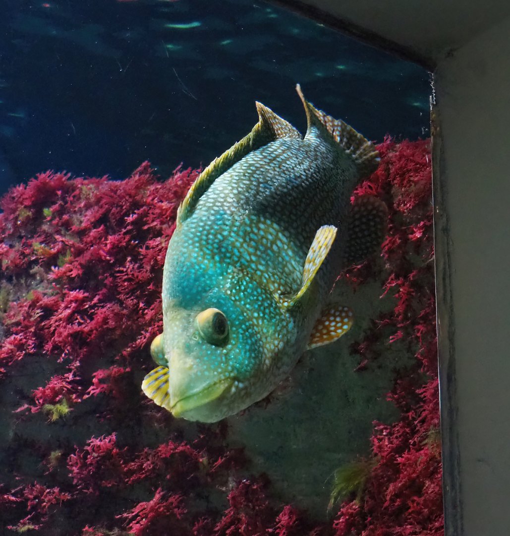 Ballan wrasse (Labrus bergylta), 2023-04-08