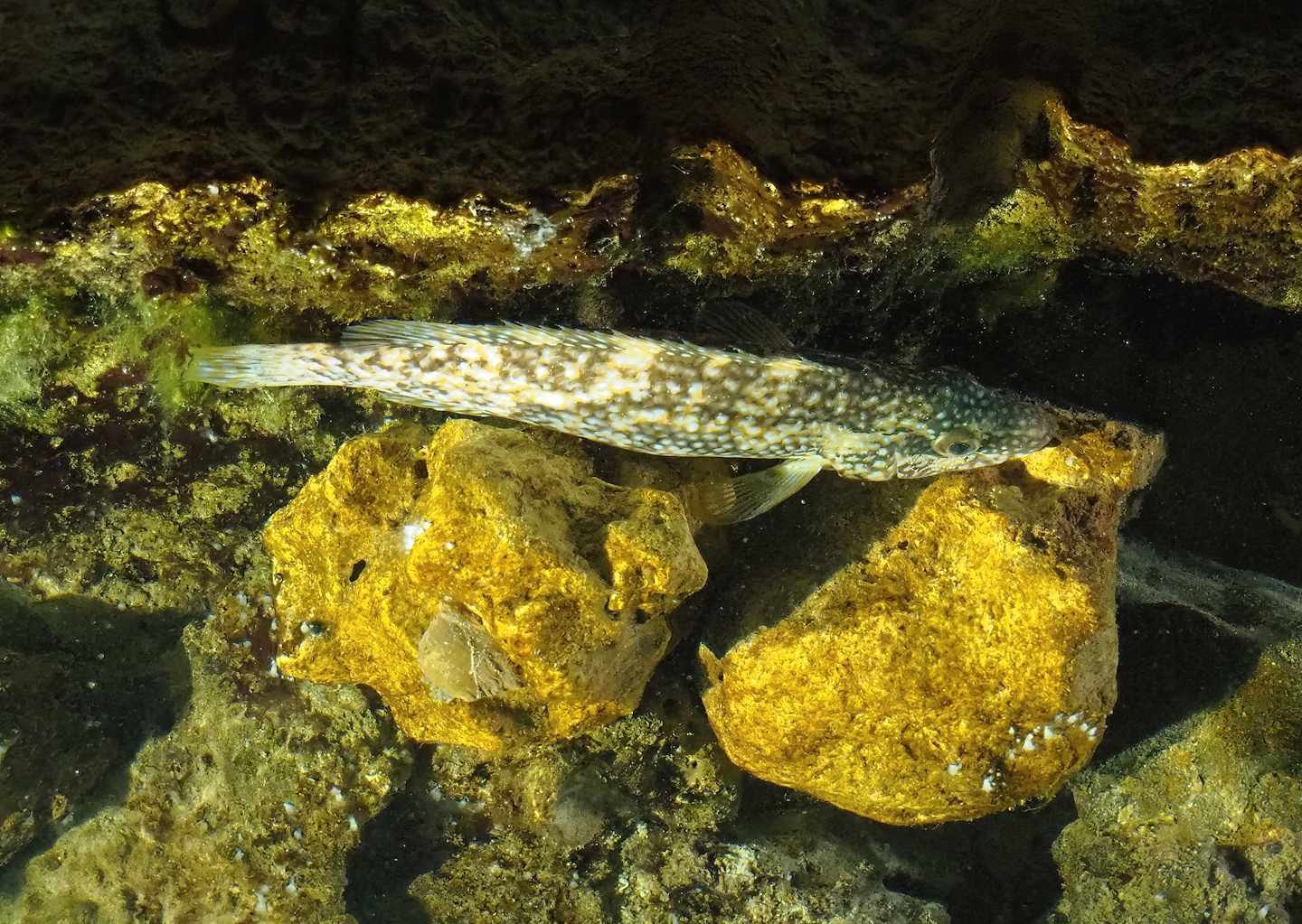 Ballan wrasse (Labrus bergylta), 2023-05-15
