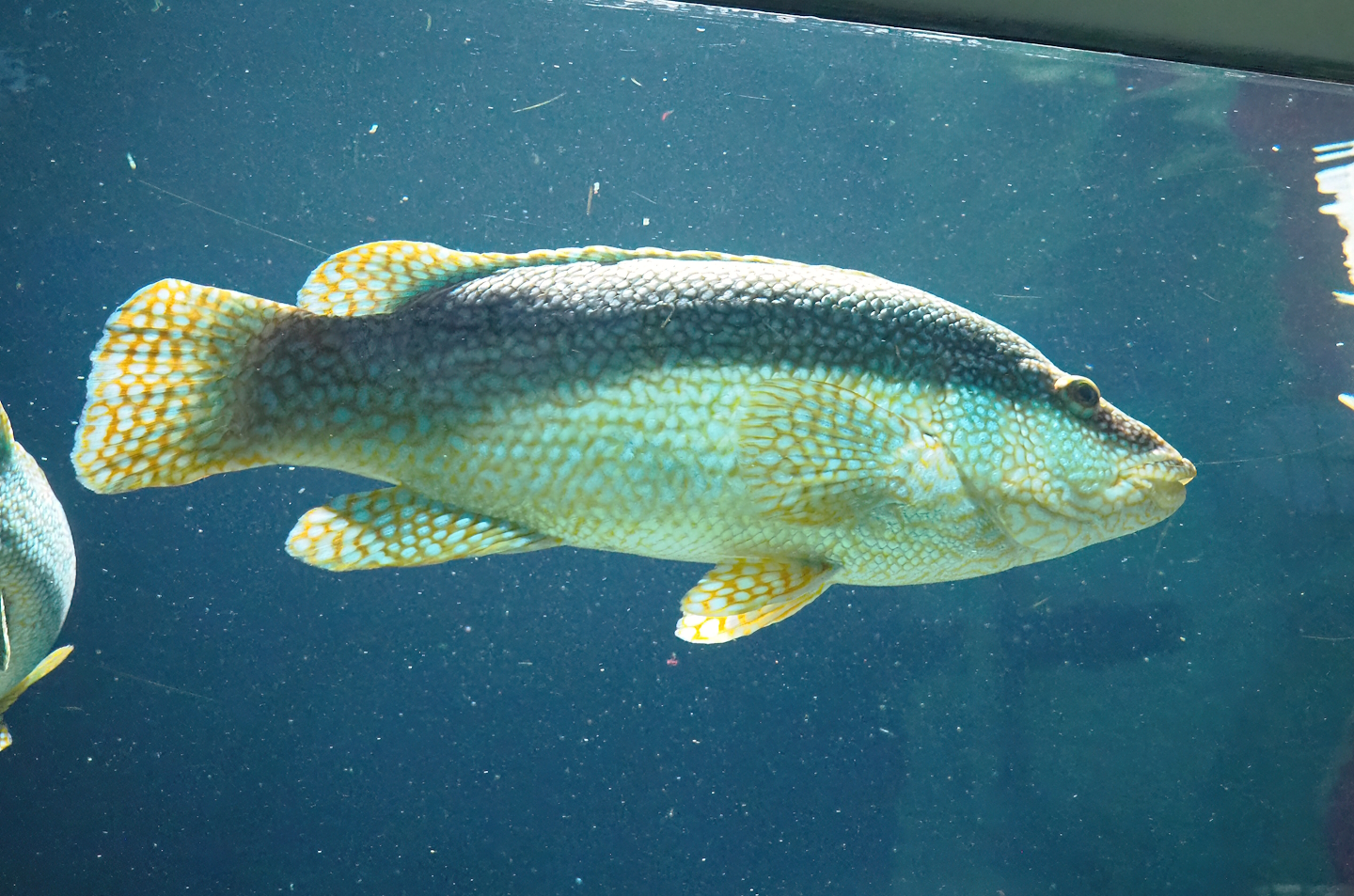 Ballan wrasse (Labrus bergylta), 2023-07-02