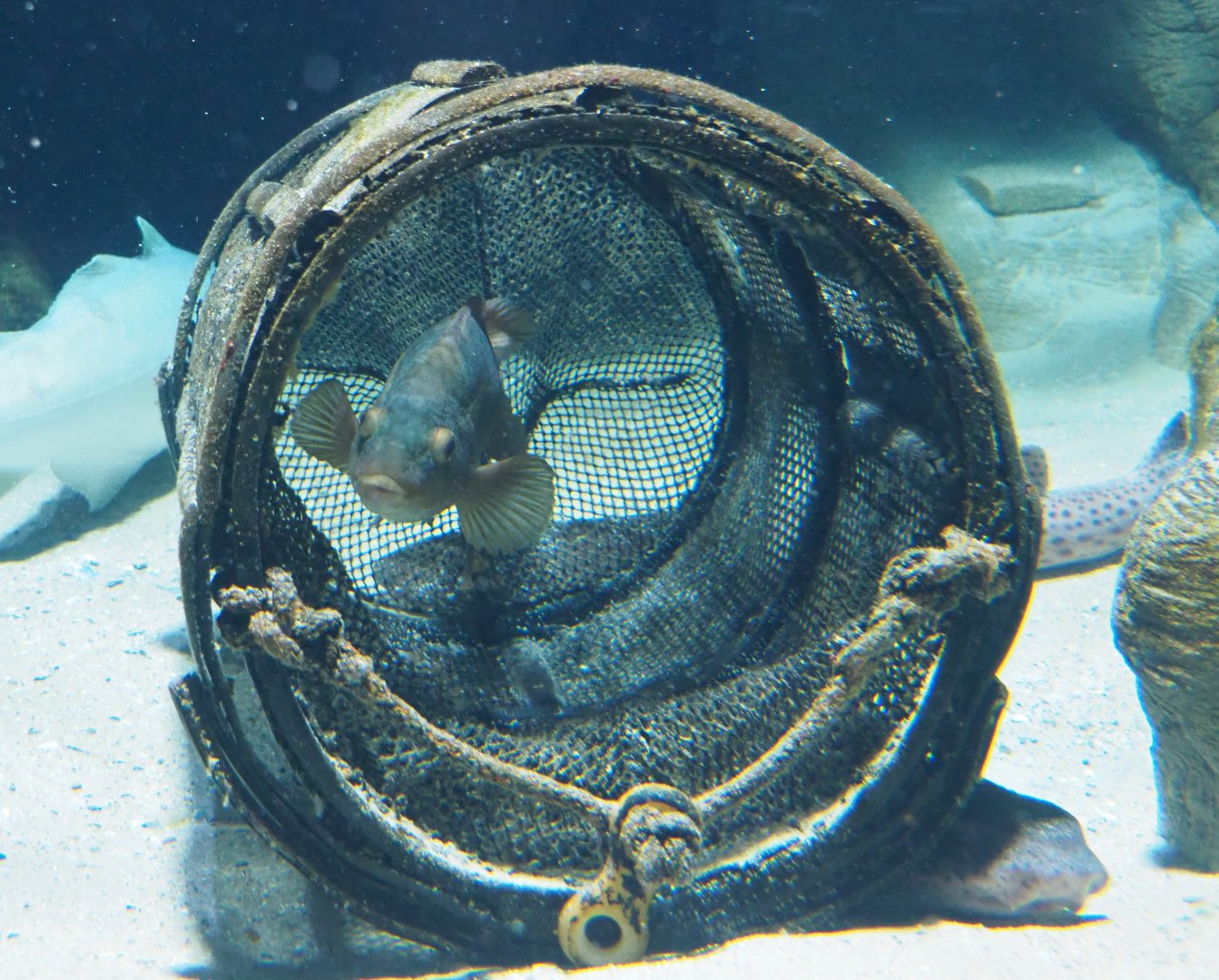 Ballan wrasse (Labrus bergylta) in mock crab/lobster pod, 2019-12-30