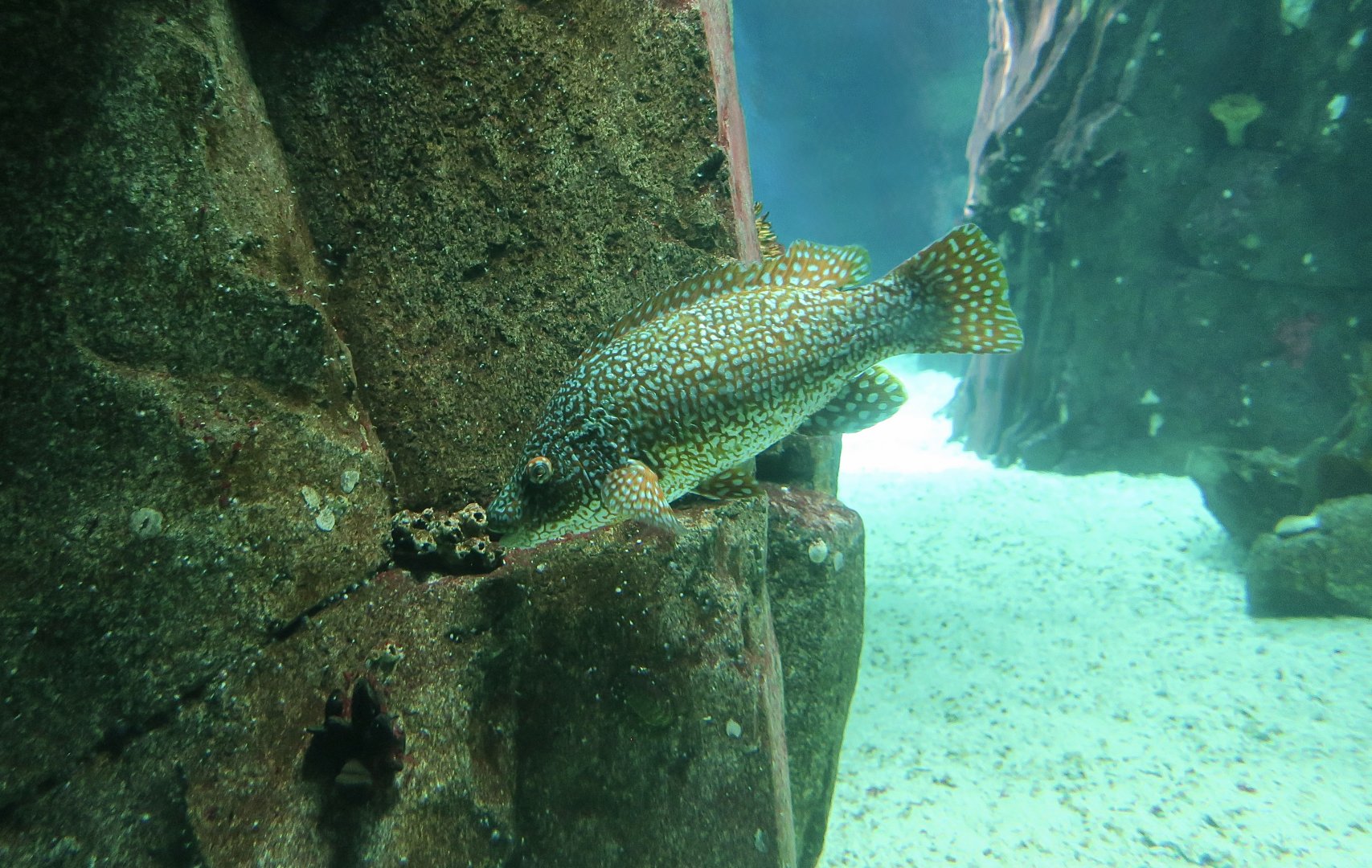 Ballan Wrasse (Labrus bergylta) male