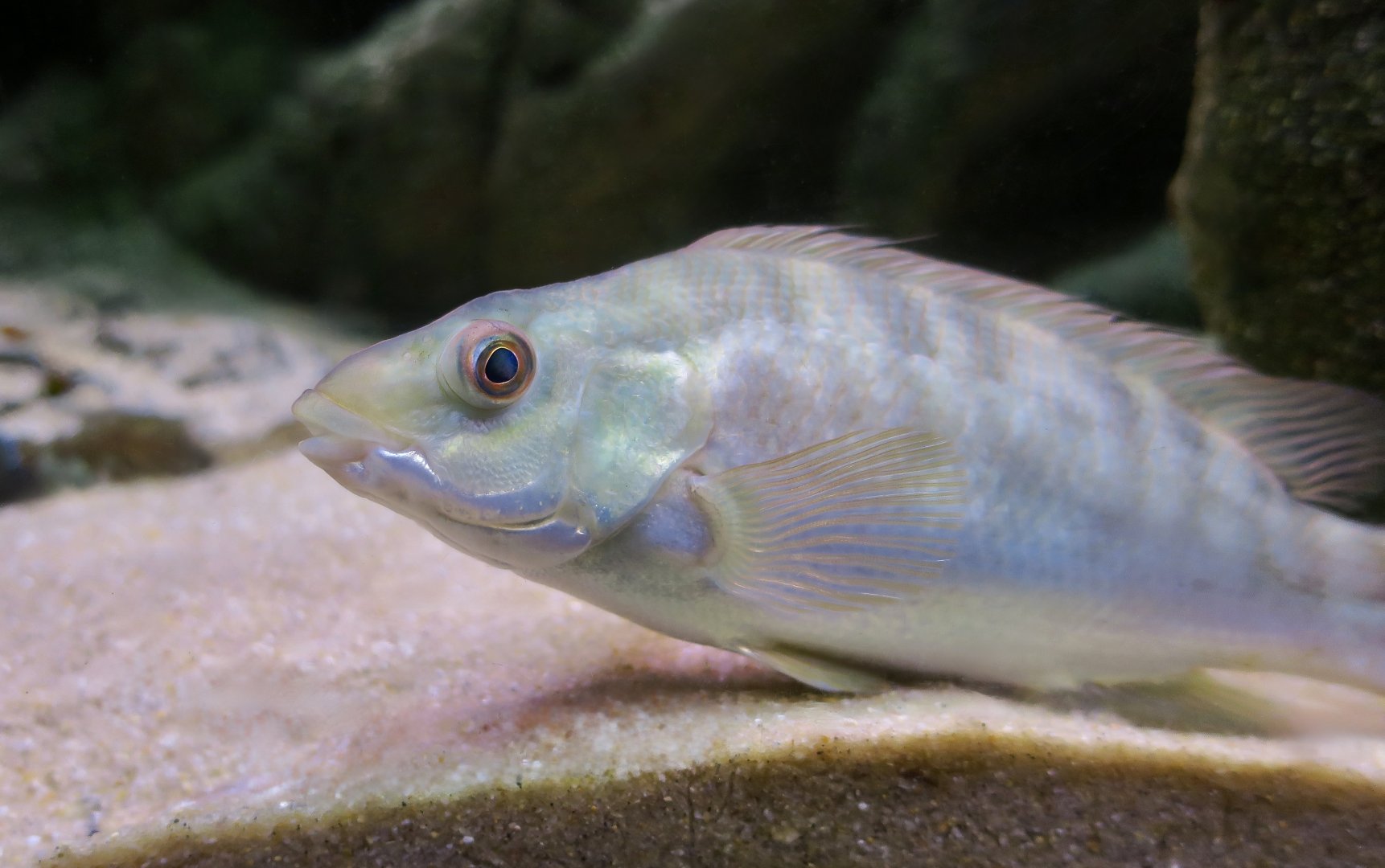Ballan Wrasse (Labrus bergylta) young