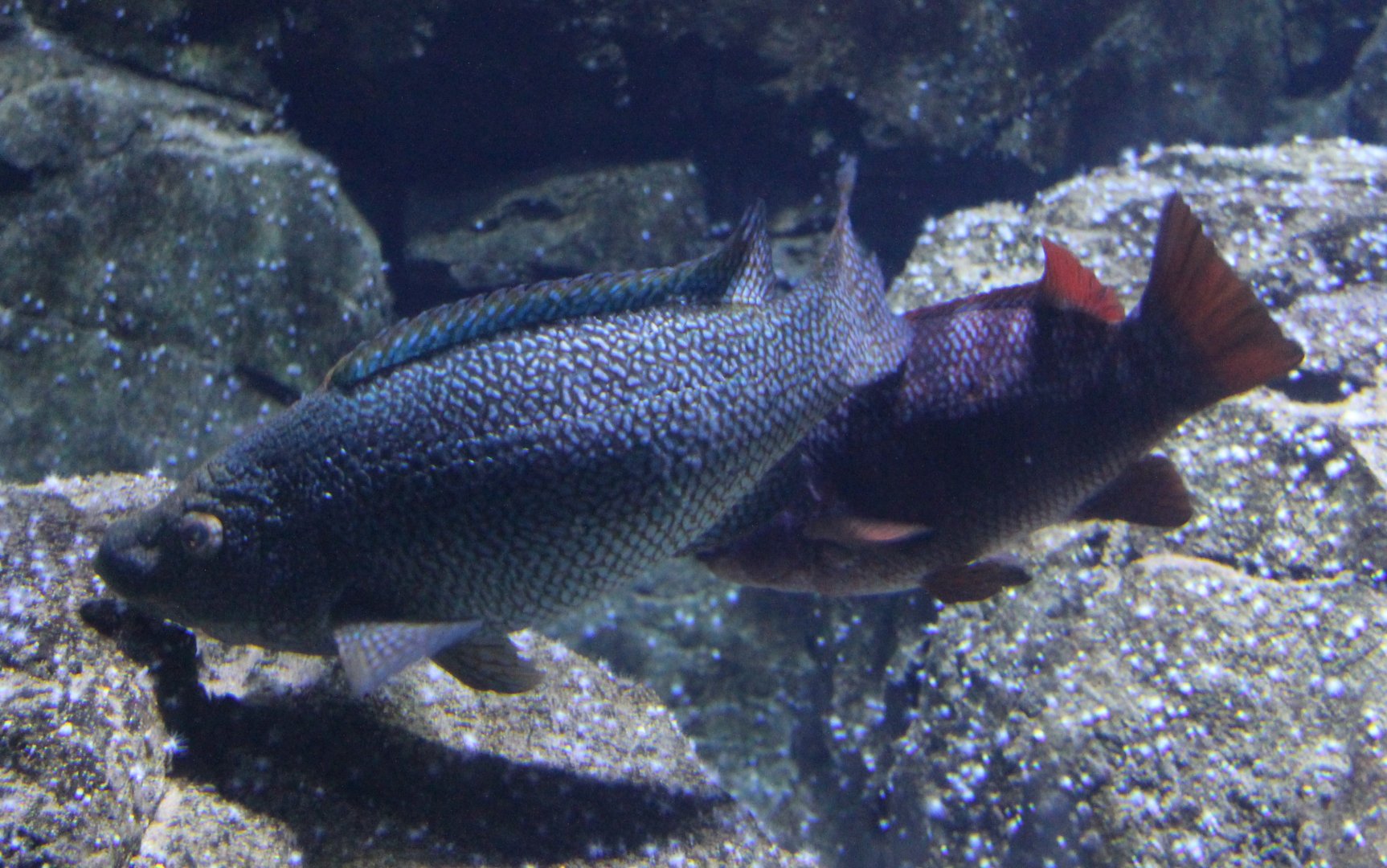 Ballan wrasse- Labrus bergylta