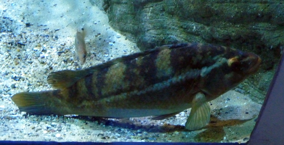 Ballan wrasse (Labrus bergylta)