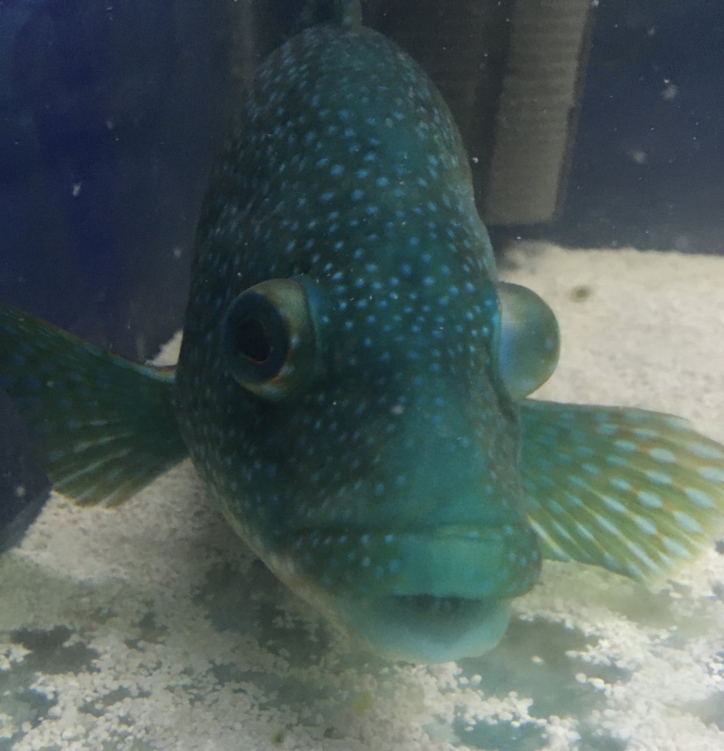 Ballan wrasse - Lyme Regis Marine Aquarium