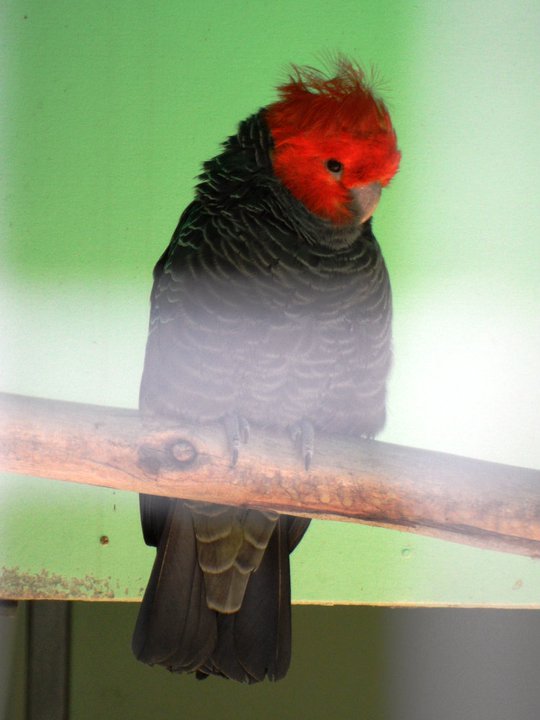 Ballarat Bird World