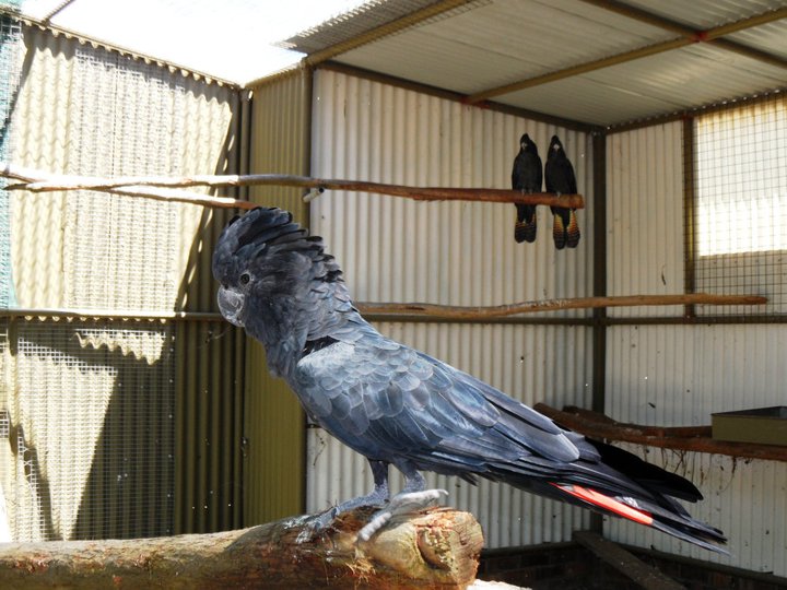 Ballarat Bird World