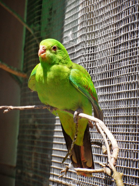 Ballarat Bird World