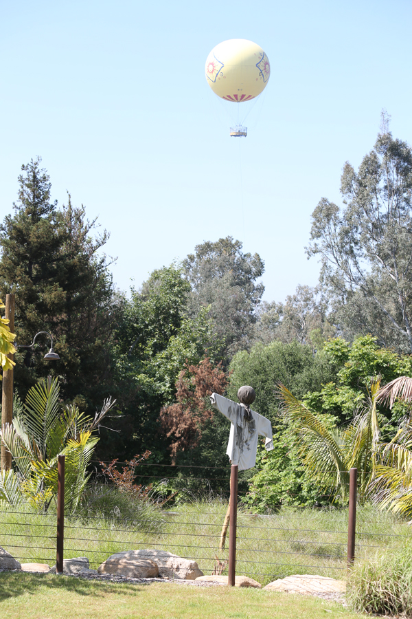 Balloon and tiger trail
