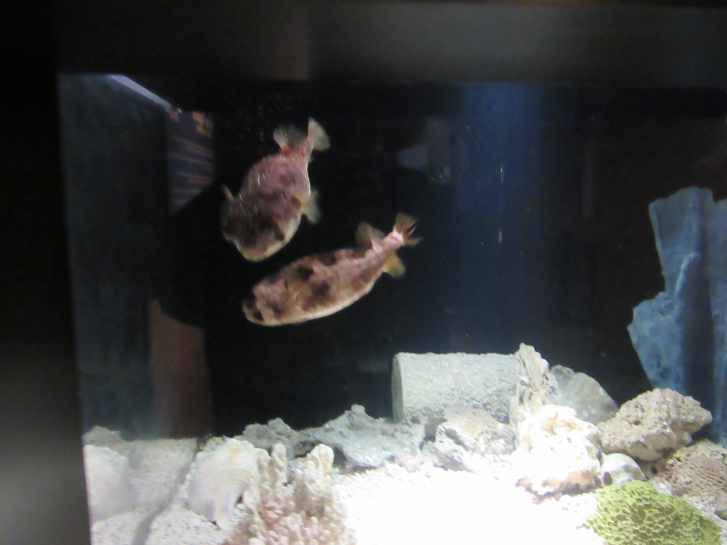 Balloonfish in Curious Creatures