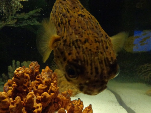 Balloonfish in Venomous Fish Exhibit