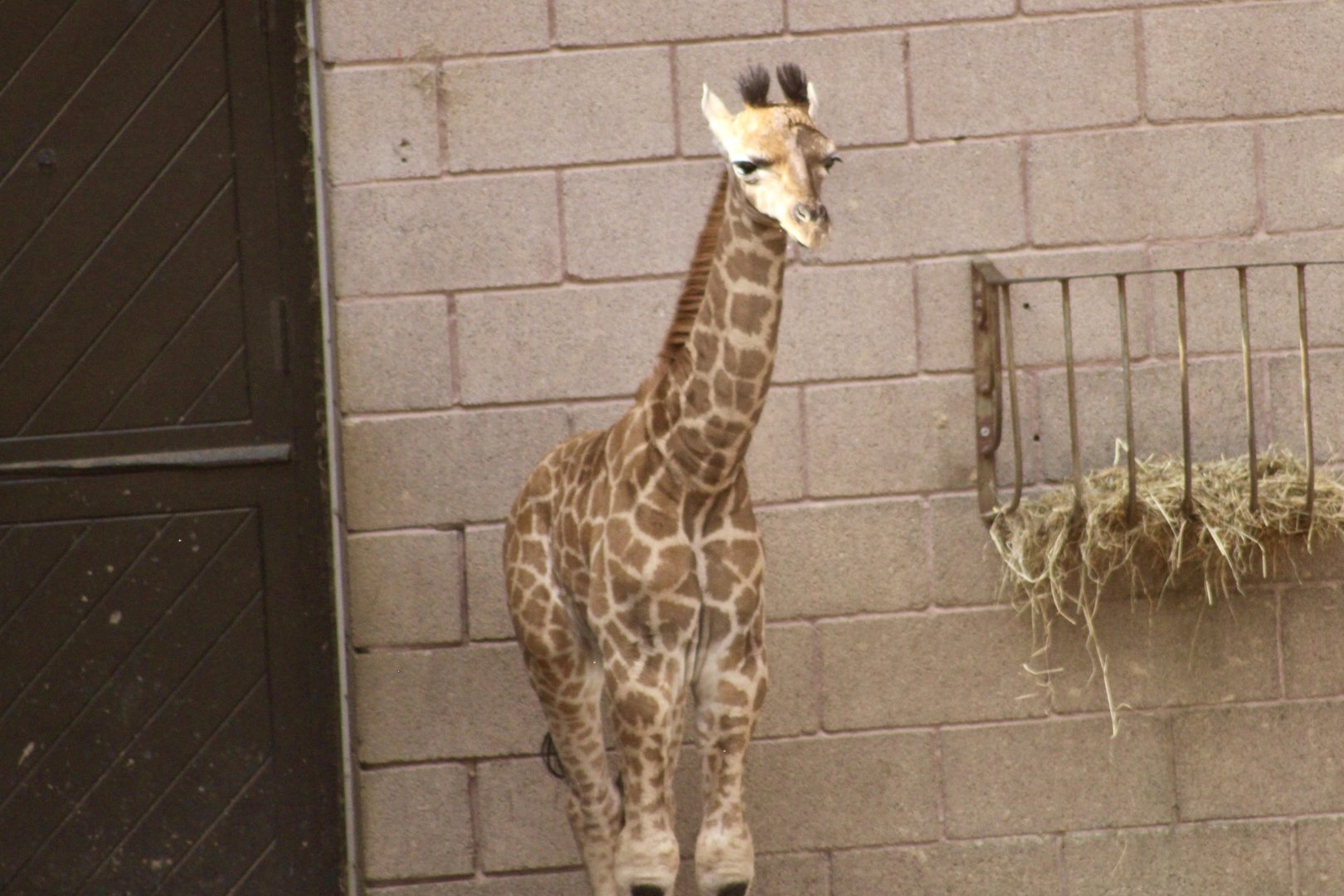 Ballyhenry, Rothschild's giraffe (Giraffa camelopardalis rothschildi) at Belfast Zoo - 19/08/2022