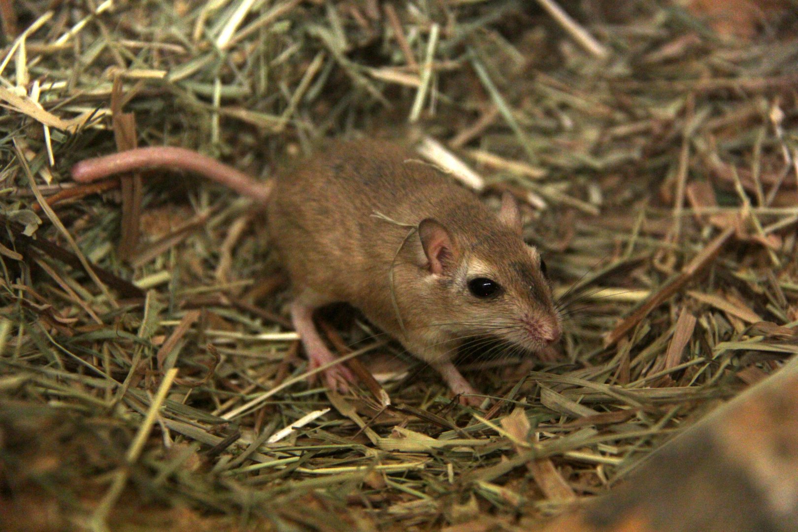 Balochistan gerbil or dwarf gerbil (Gerbillus nanus)