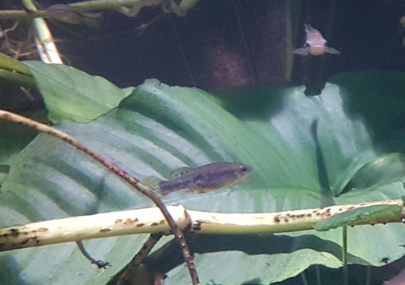 Balsas splitfin - Ilyodon whitei