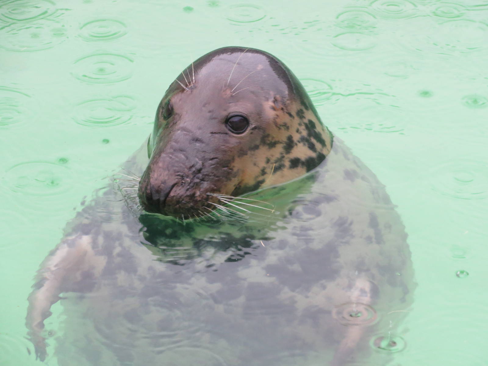 Baltic Grey Seal 101012