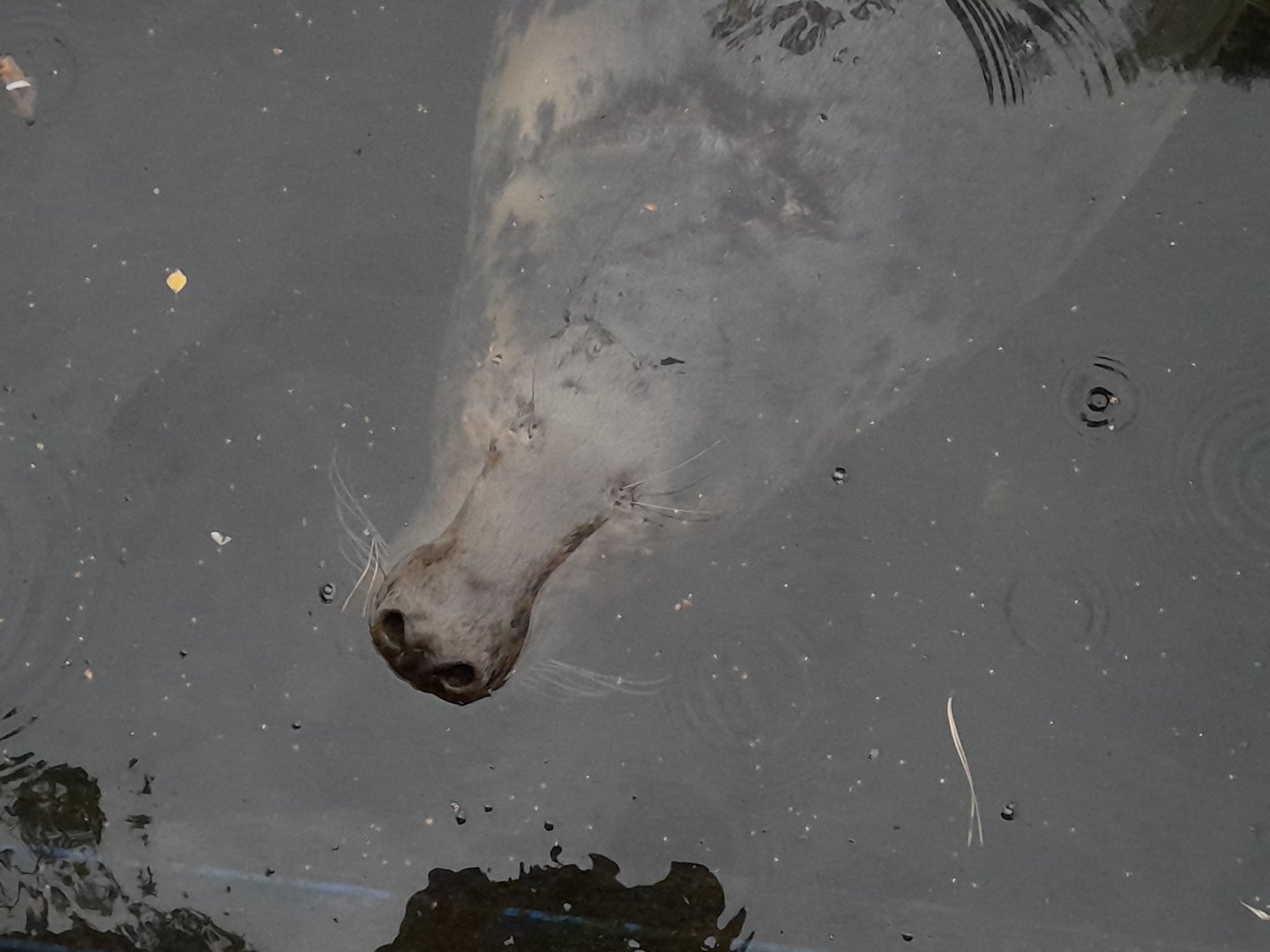 Baltic Grey seal (Halichoerus grypus macrorhynchus