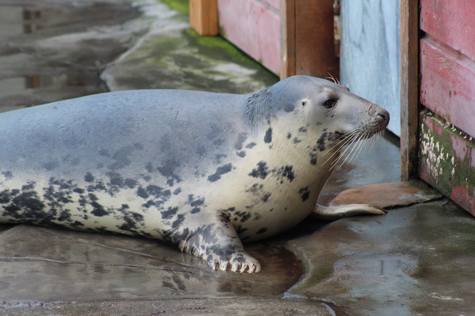 Baltic Grey Seal