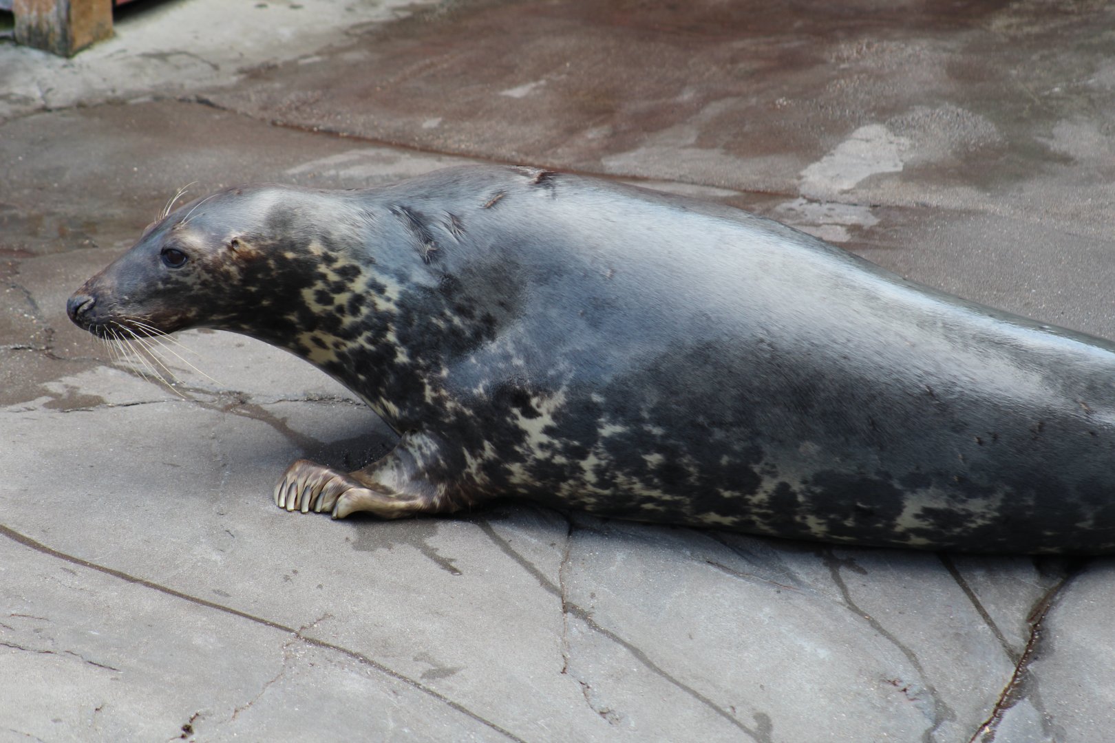 Baltic Grey Seal