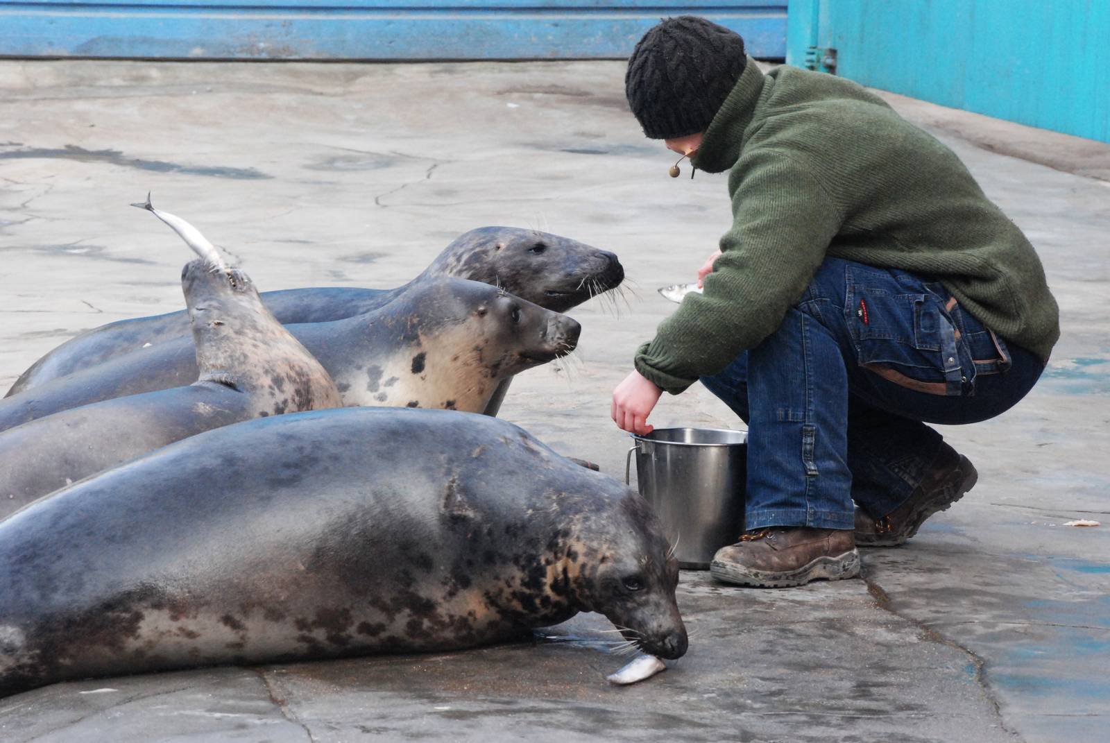Baltic Grey Seals at Hannover, 23/03/13