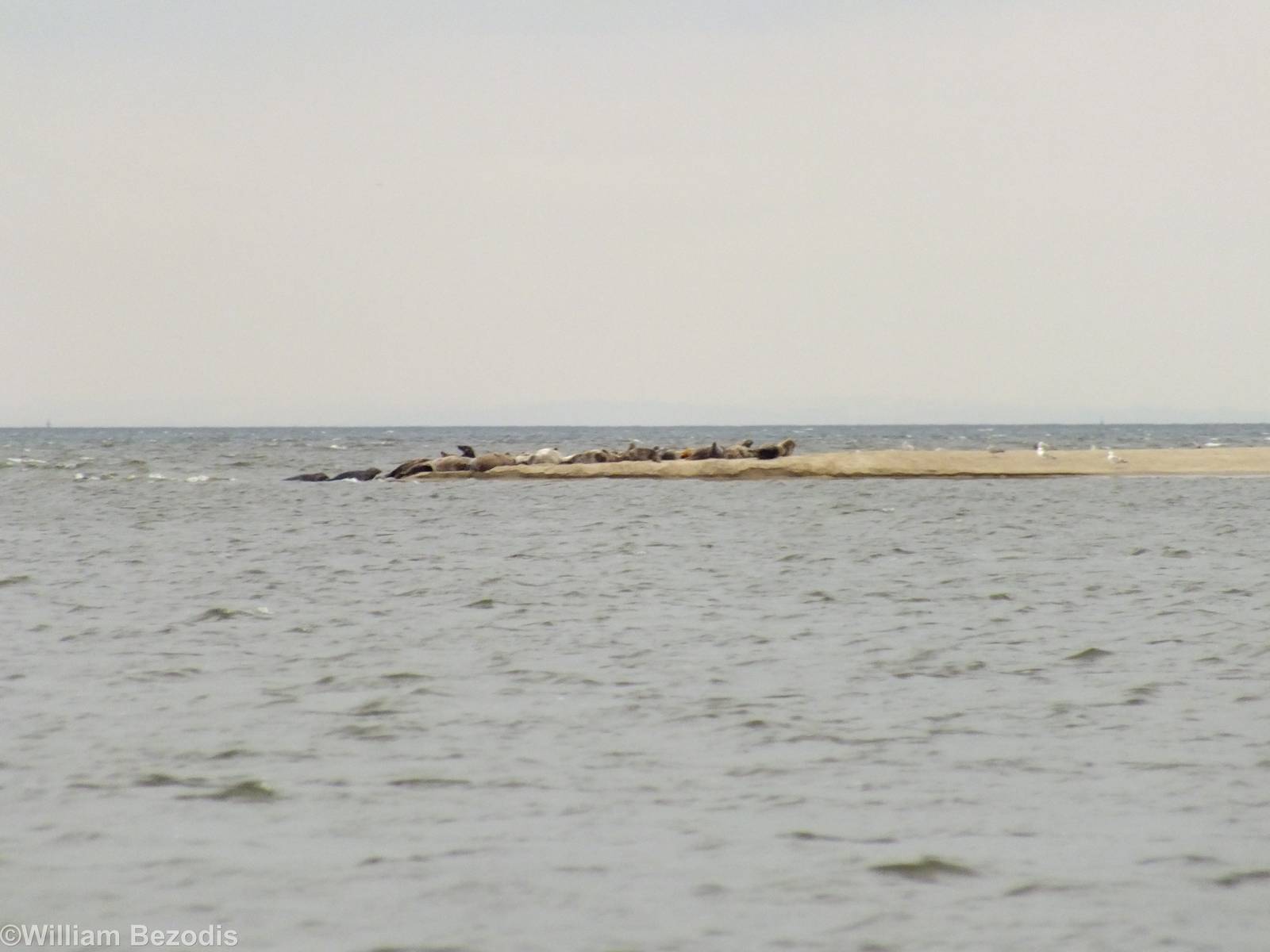 Baltic Grey Seals - Mewia Lacha Nature Reserve
