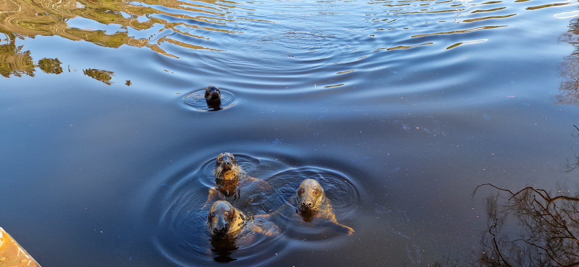 Baltic Sea Gray Seal Lake