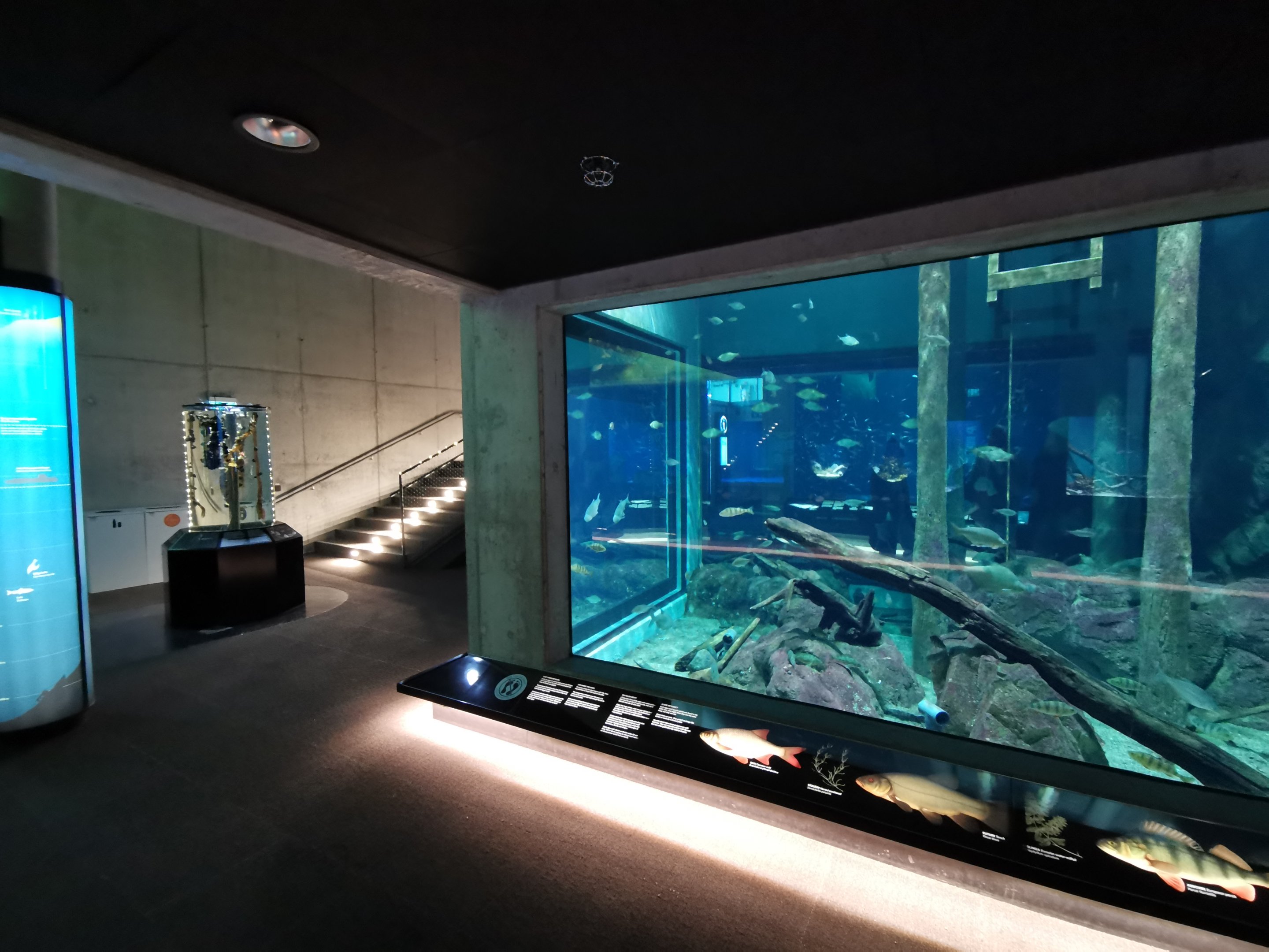 Baltic Sea Science Center - "The jetty aquarium"
