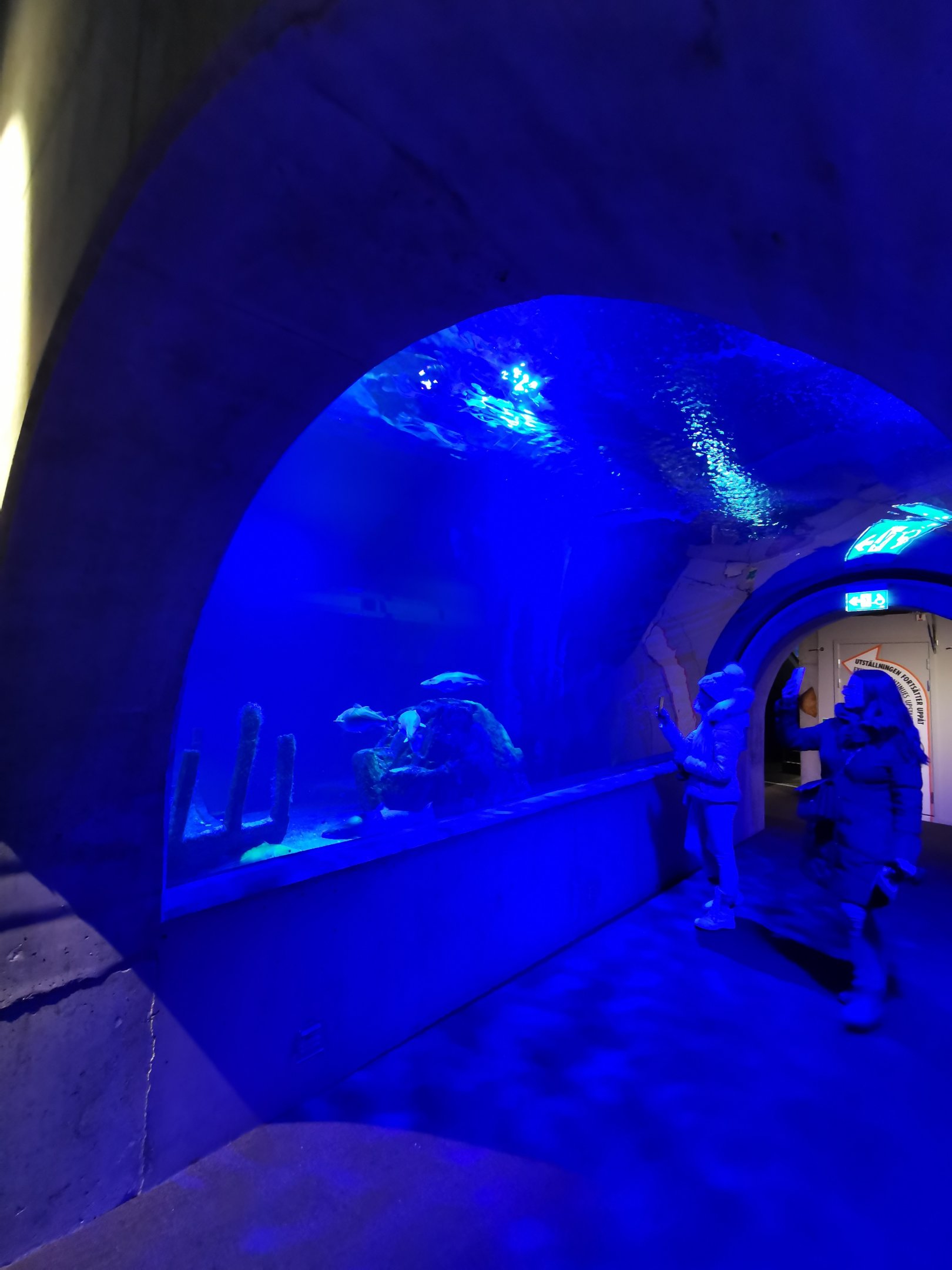 Baltic Sea Science Center - "The predatory fish aquarium"