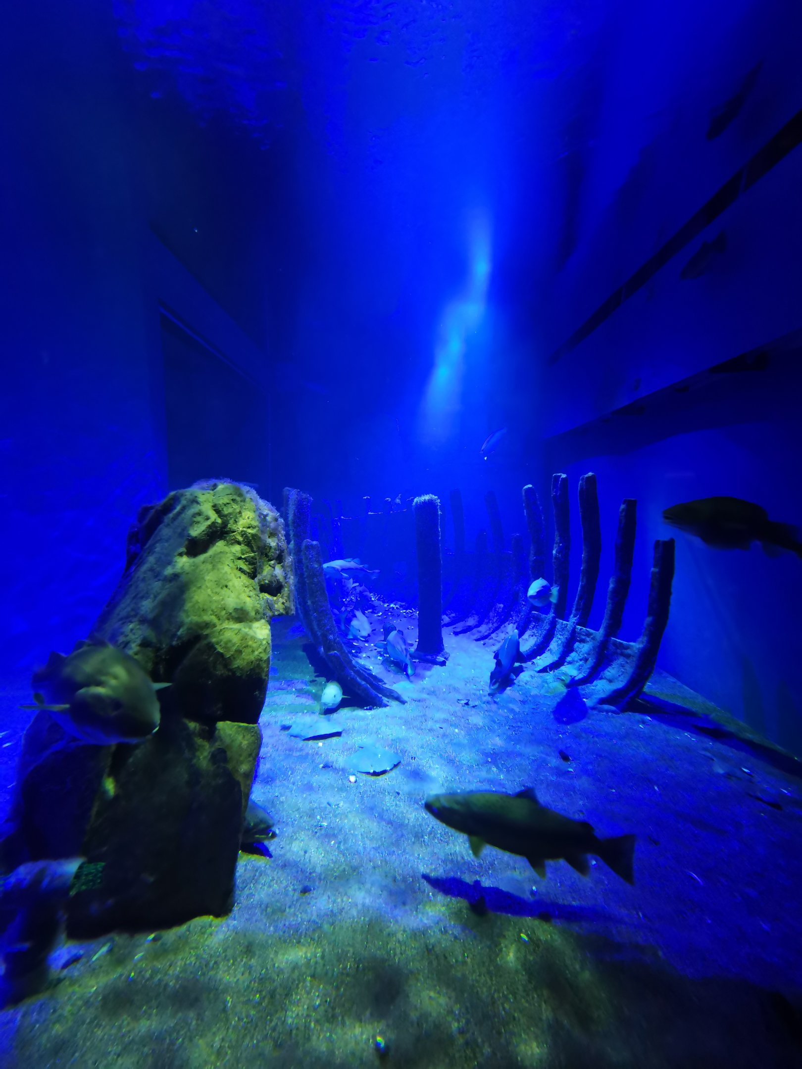 Baltic Sea Science Center - "The predatory fish aquarium"