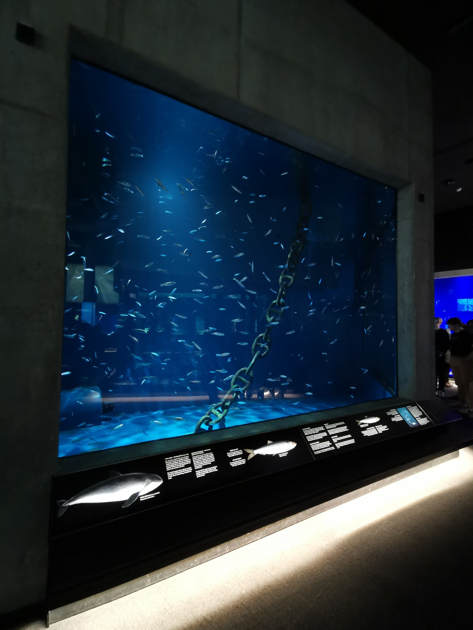 Baltic Sea Science Center - "The schooling fish aquarium"