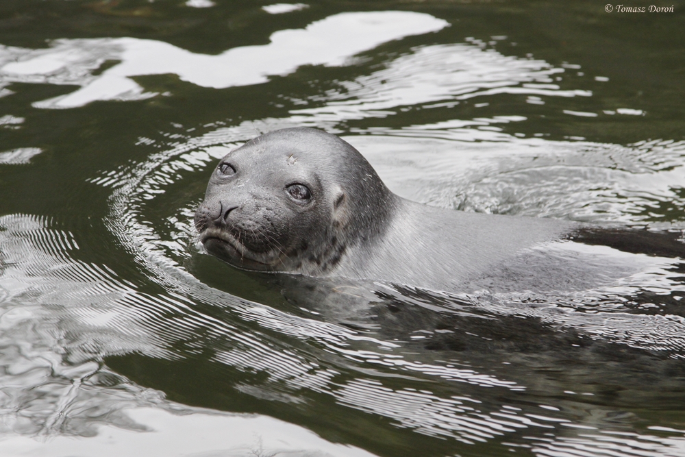 Baltic Seal (Pusa hispida botnica)