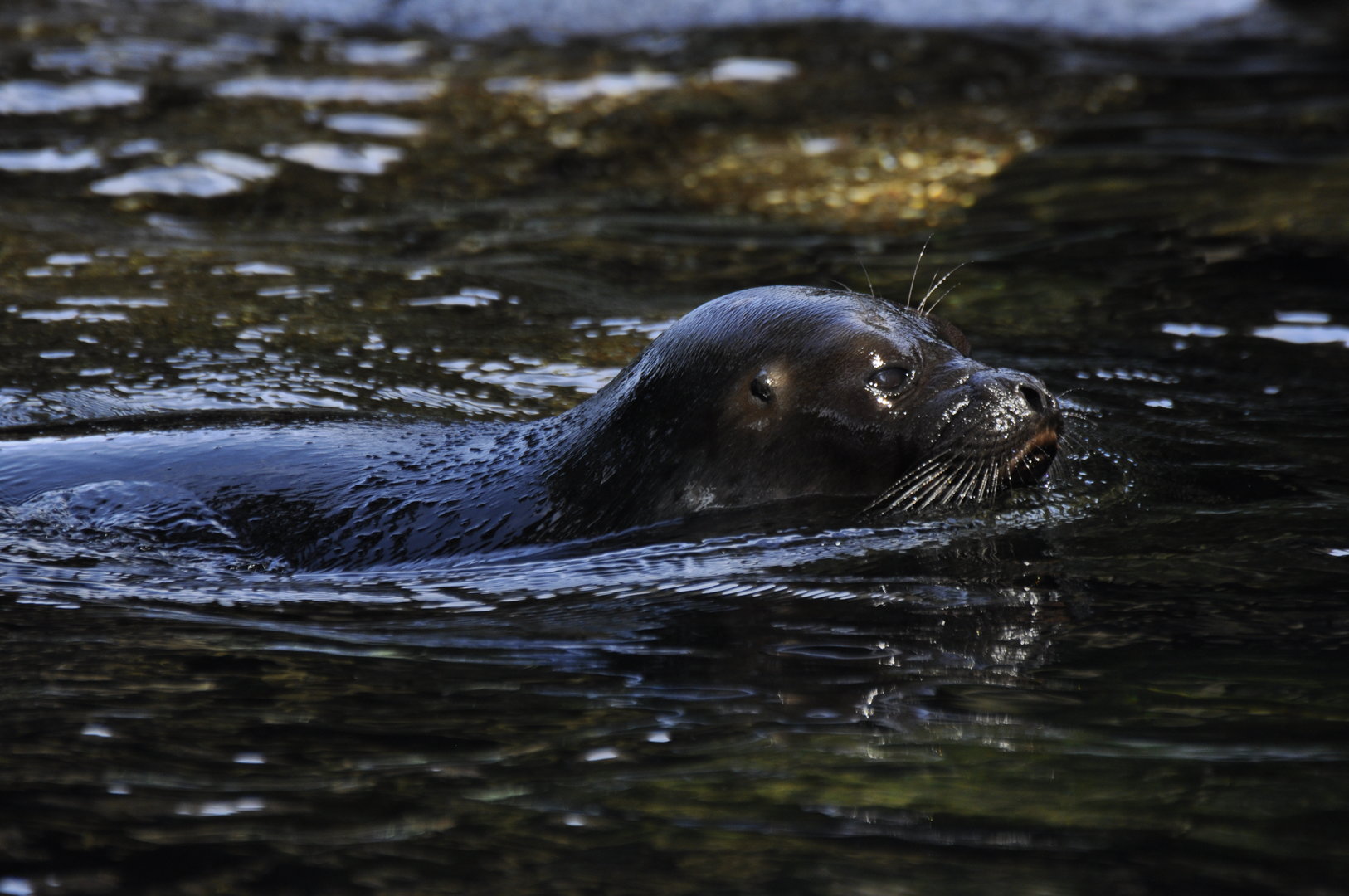 Baltic seal Pusa hispida botnica