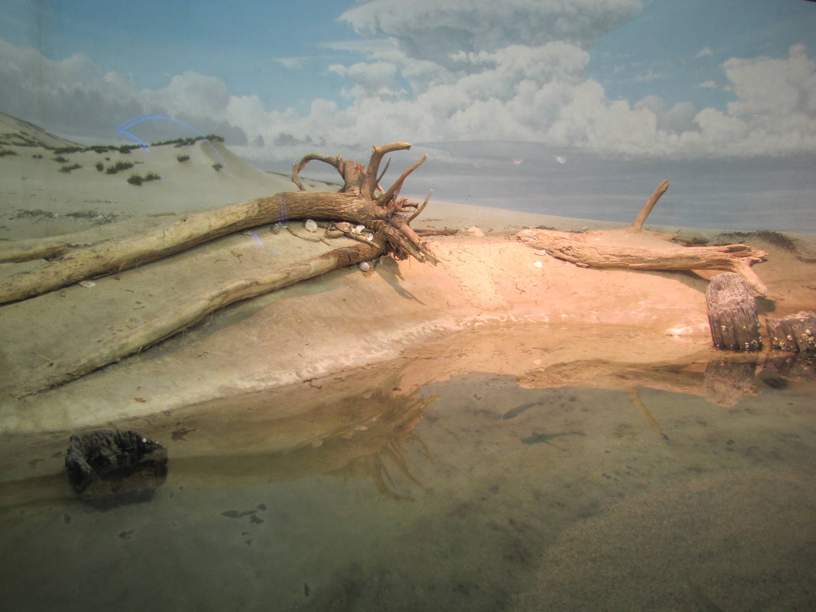 Baltimore Aquarium 2010 - Beach exhibit on Level 4
