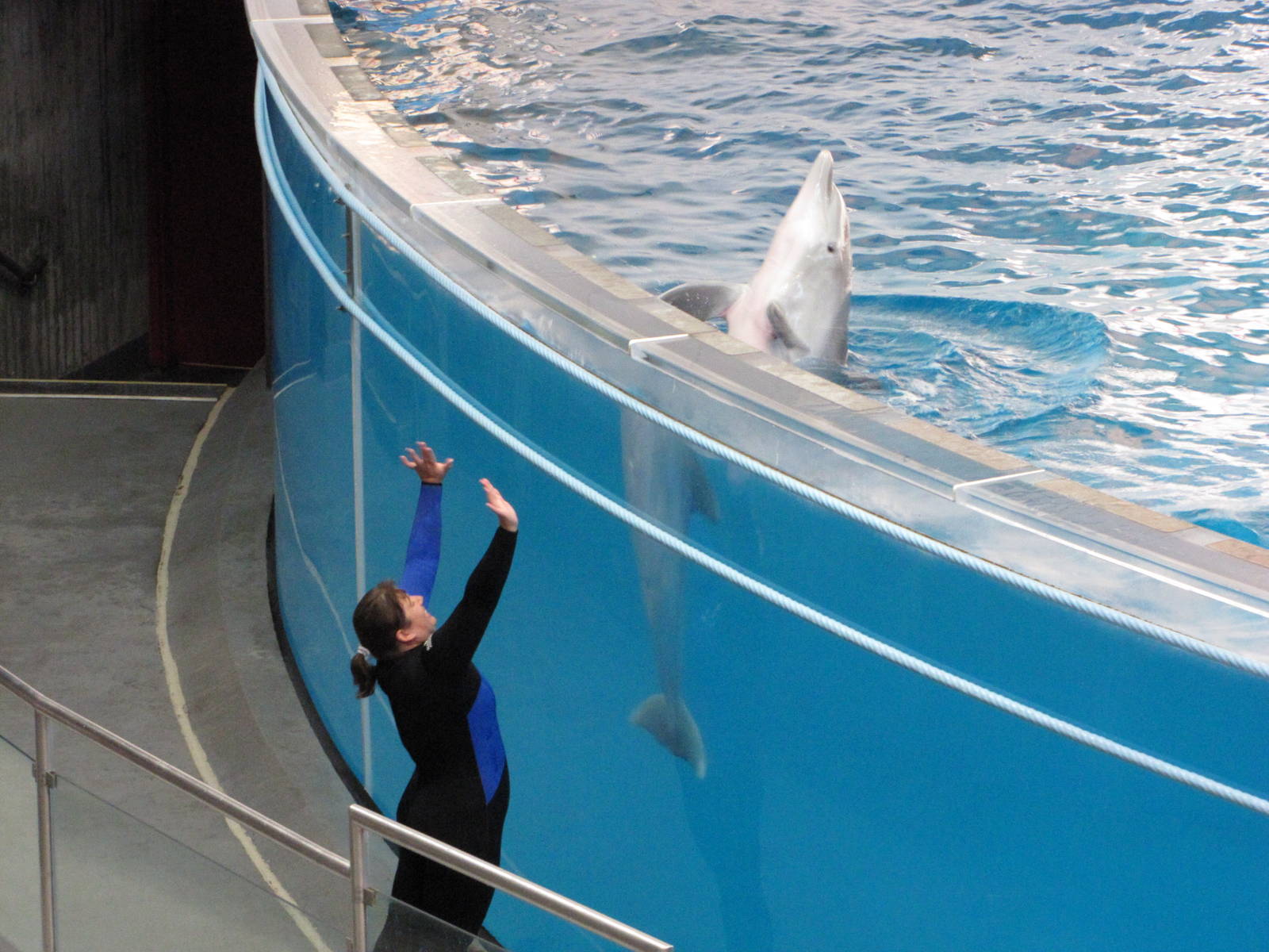 Baltimore Aquarium 2010 - Bottlenose Dolphin and trainer during the show