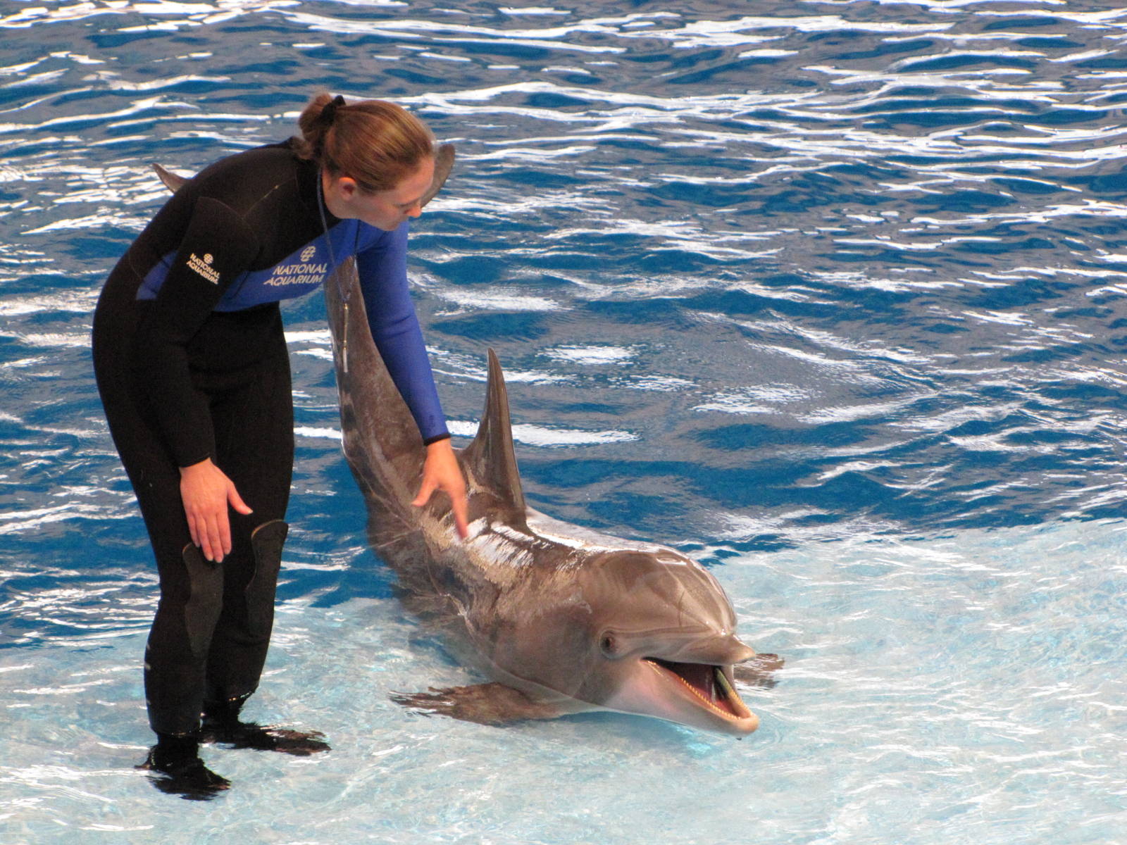 Baltimore Aquarium 2010 - Bottlenose Dolphin and trainer during the show