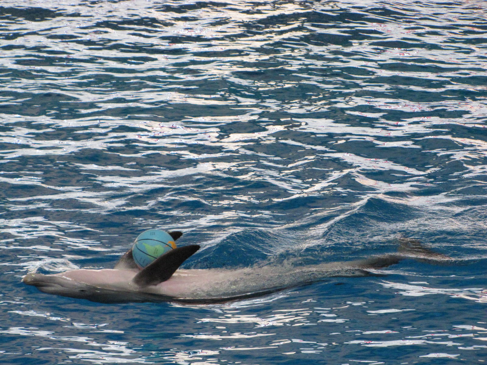 Baltimore Aquarium 2010 - Bottlenose Dolphin during the show