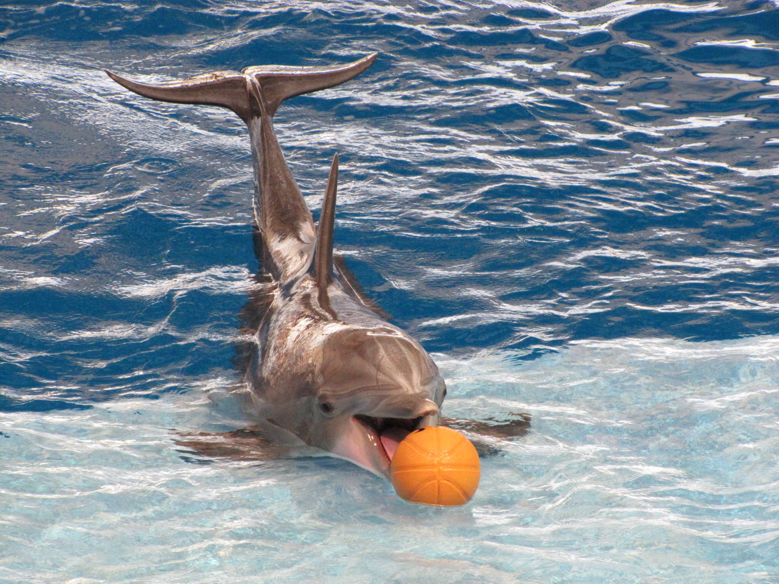 Baltimore Aquarium 2010 - Bottlenose Dolphin during the show