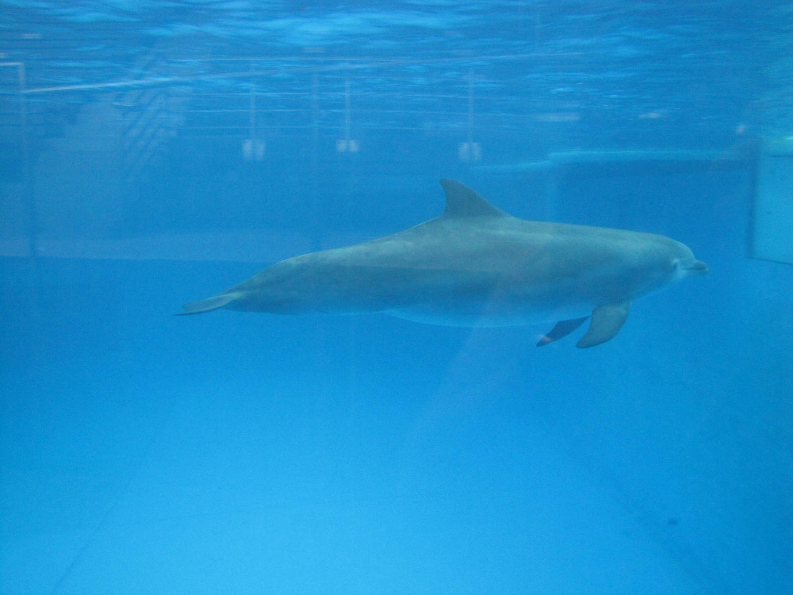 Baltimore Aquarium 2010 - Bottlenose Dolphin