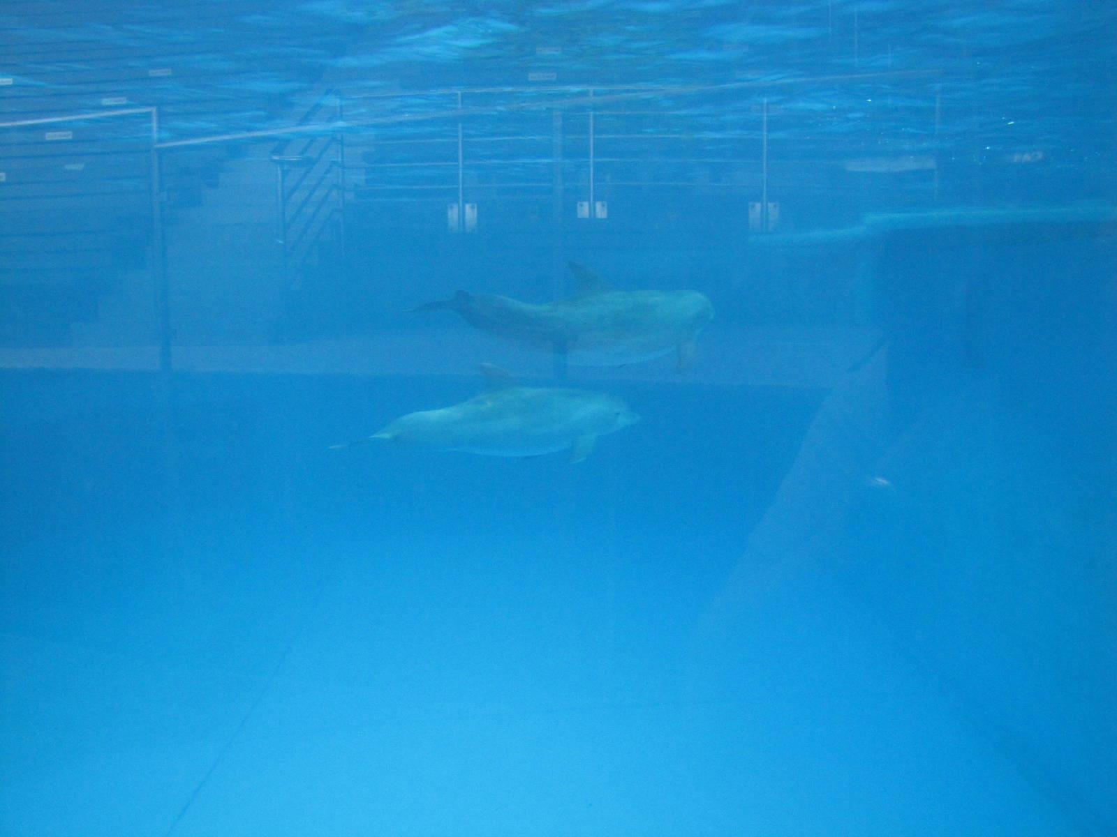 Baltimore Aquarium 2010 - Bottlenose Dolphin
