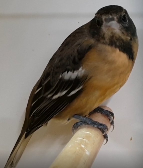 Baltimore oriole - female