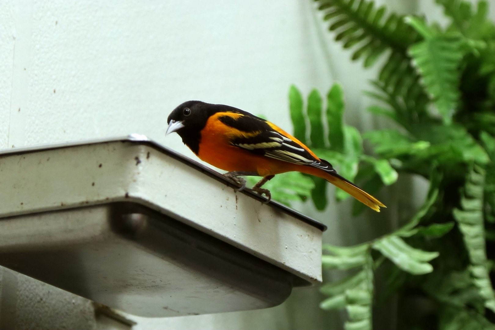 Baltimore Oriole (Icterus galbula)