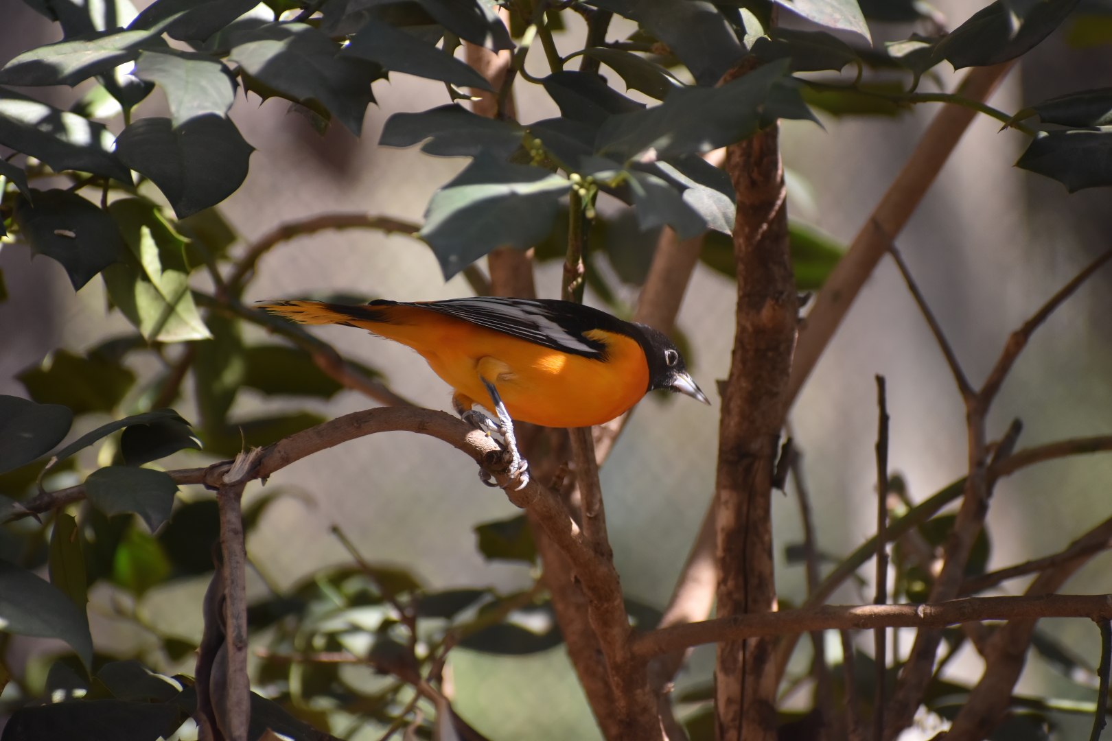 Baltimore Oriole (Icterus galbula)