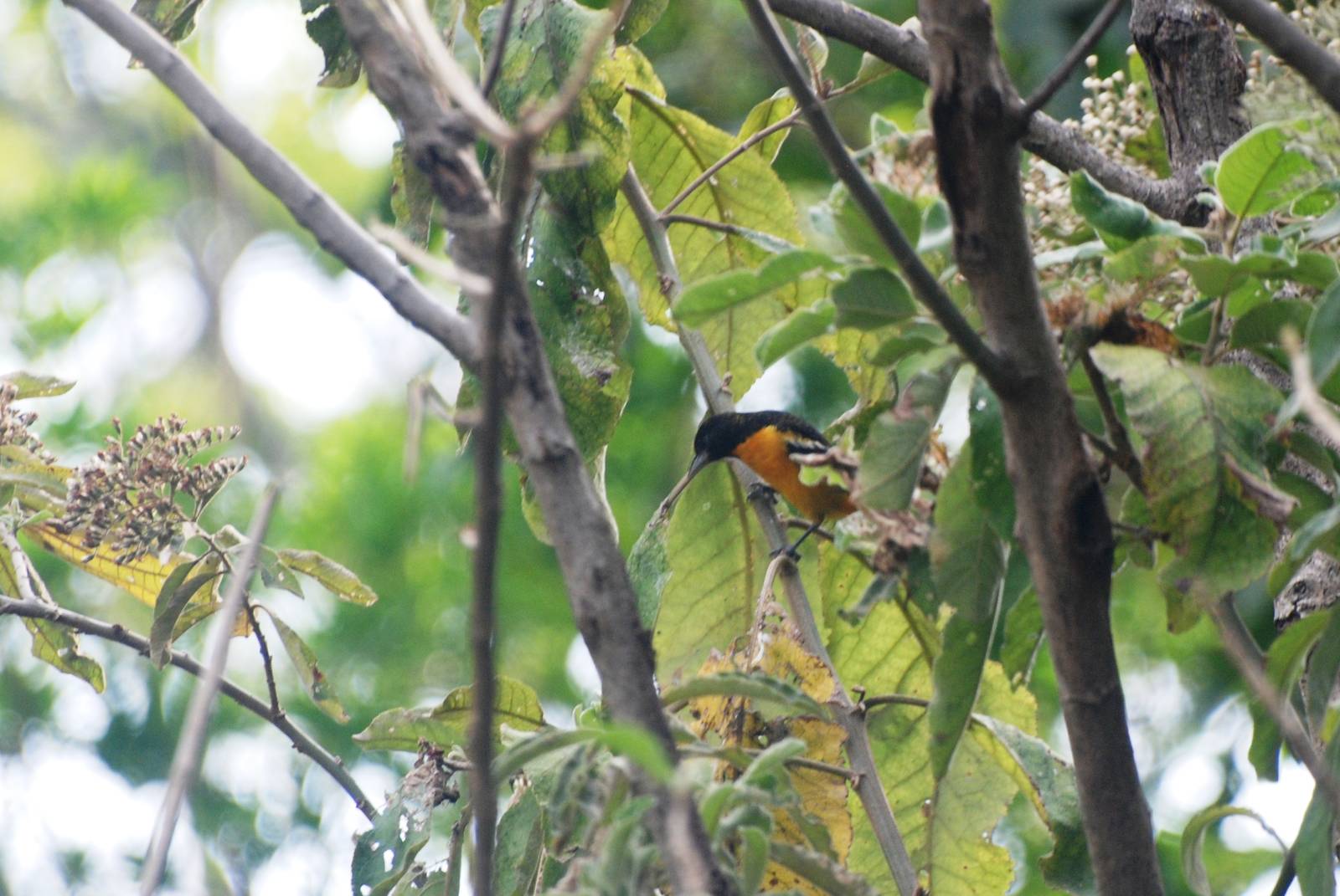 Baltimore Oriole in San Jose, 12/04/14