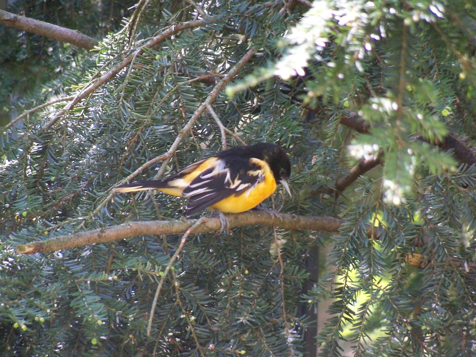 Baltimore Oriole