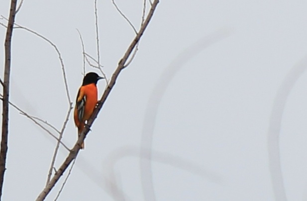 Baltimore Oriole