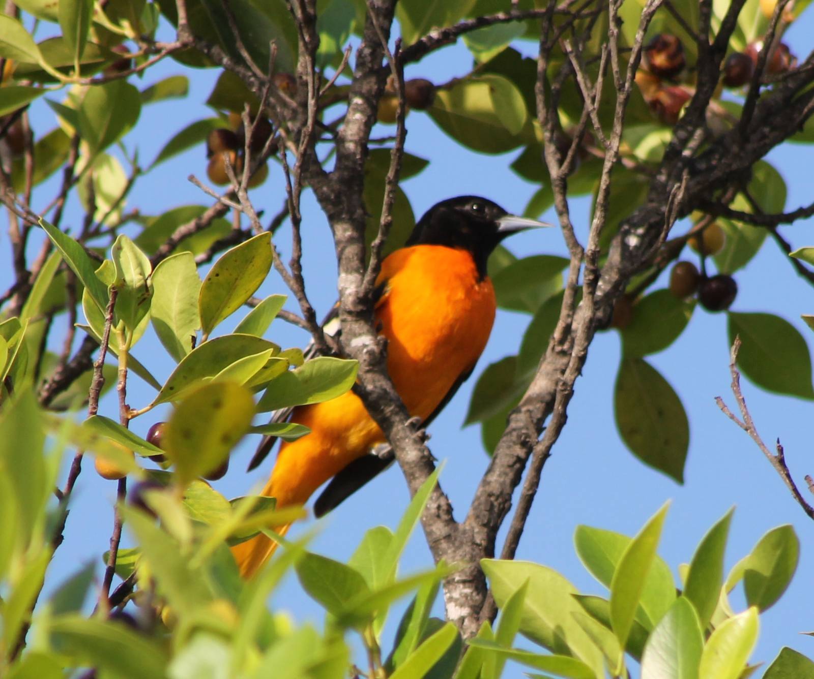 Baltimore oriole