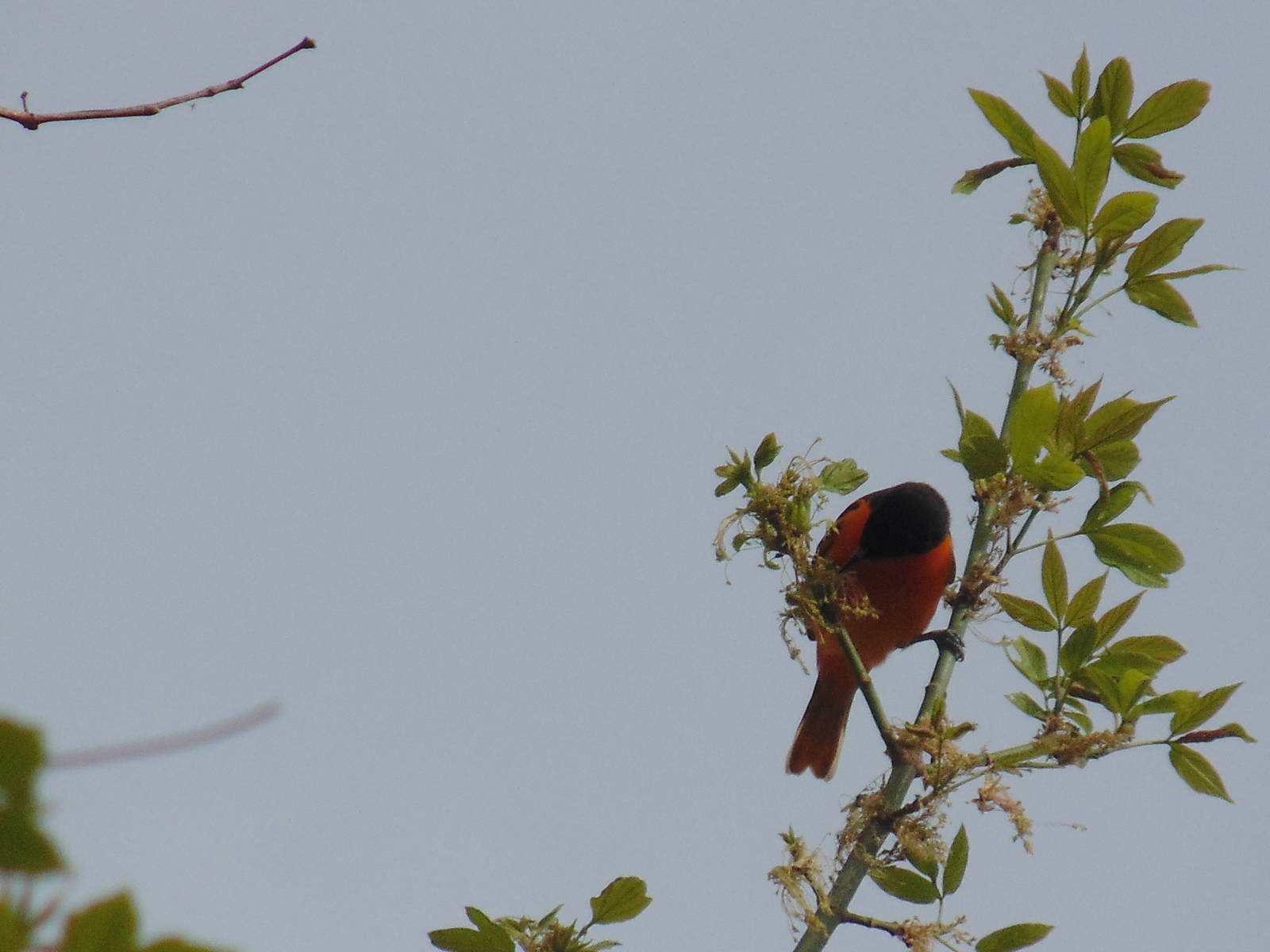Baltimore Oriole